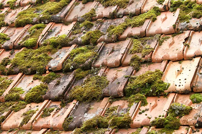 Entretien de couverture dans les Landes